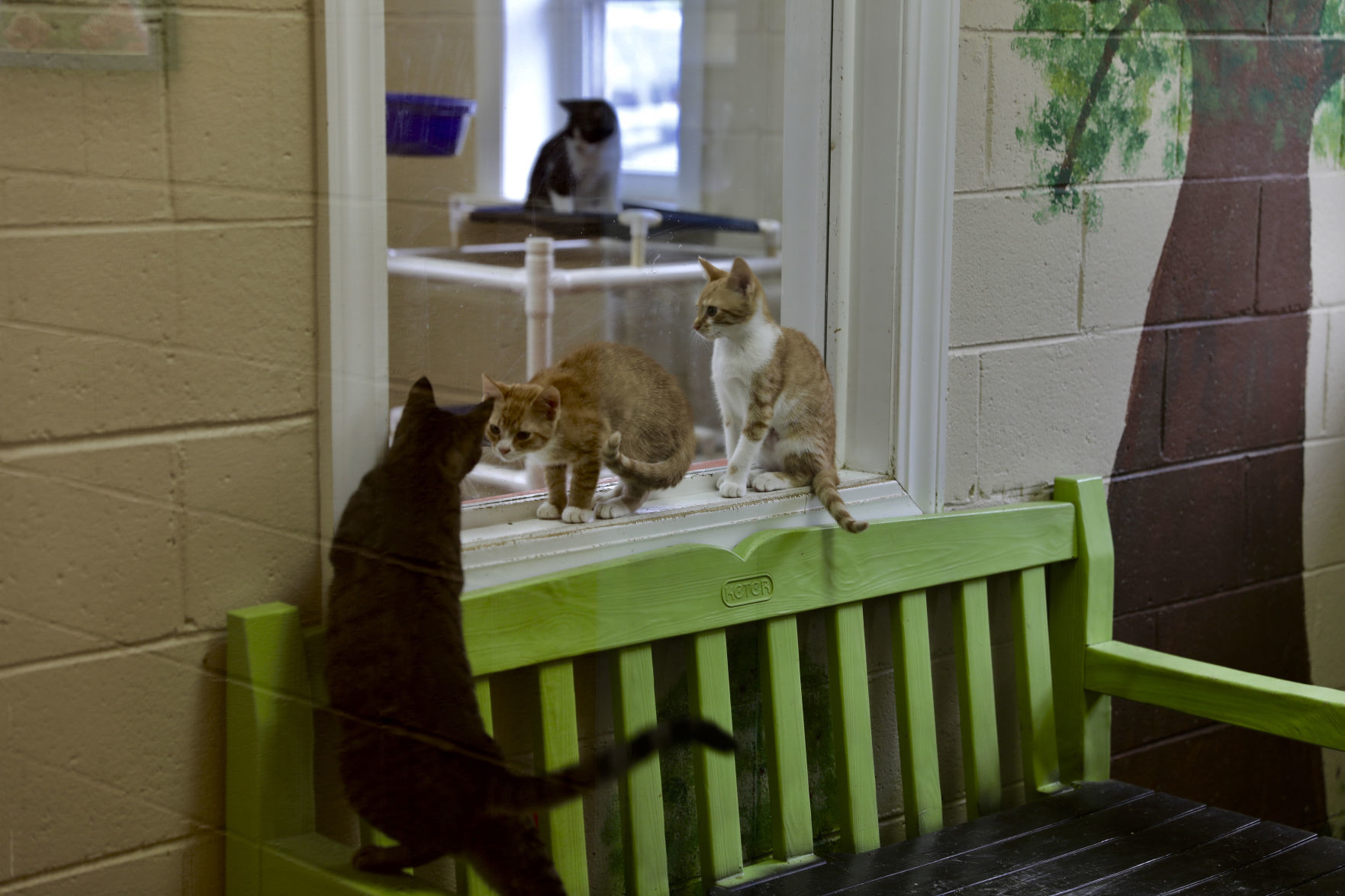 Orangeburg County Animal Shelter
